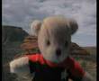 Bear Trek - Assimilation Down Under