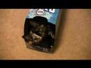 Cat in box