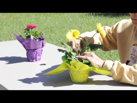 how to transplant gerbera daisies