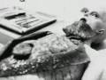 area 51 alien autopsy part 1