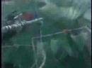 White Shark Cage Diving