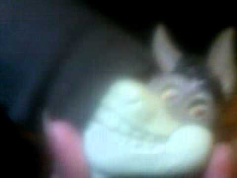 See video