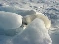 Little seal in the snow
