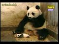 Panda Funny Video