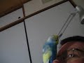Get off my nose you budgie! \"I\ Get off my nose you budgie! \"I\