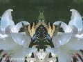 bUtTeRfLy kAlEiDoScOpE bUtTeRfLy kAlEiDoScOpE