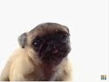 Pug Puppy Screen Cleaner