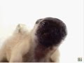 Pug Puppy Screen Cleaner