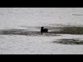 Click here to watch this video Surf Scoter at Ridgefield NWR