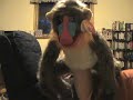 Puppet Problems Movie Update