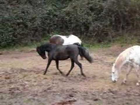 The horses in the paddock