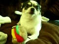 When Chihuahua\