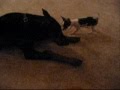 When Chihuahua's Attack!