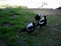 magpies