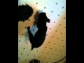 Affenpinscher