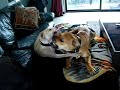 dog-fight-rednose-pitbull-vs-bull-mastiff-x-ridge-back.html