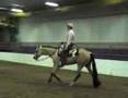 Buckskin AQHA World Class Gelding