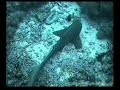Tubattaha Reef Tubattaha Reef