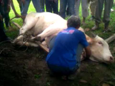 sembelih lembu - Lembu terbesar di kampung ni. Lembu ni paling senang dikorban. Awal2 dah duduk tggu org dtg.