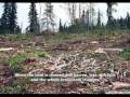 Deforestation