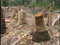 Deforestation