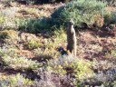 The Meerkat Magic Meerkat / Suricate Video Diaries EP 6