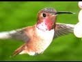 Slow Motion Hummingbirds 8 Casio EX-F1 upscaled to 720p +HD