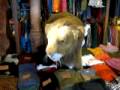 videos de A shop in Ibiza!