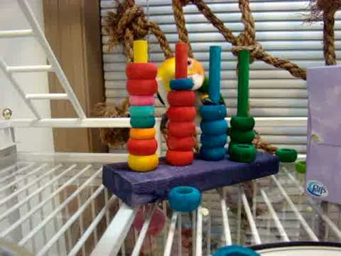 Chickie caique --- perseverance