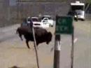 BFC: Hazing Operation Disturbing Moose