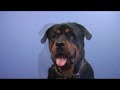 Buddy the dog rotti sings bohemian rhapsody by queen Buddy the dog rotti sings bohemian rhapsody by queen