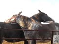 Horses Grooming Each Other