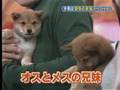 犬とぬいぐるみ