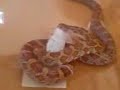 Schlange Snake Natter