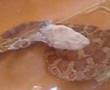 Schlange Snake Natter