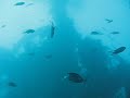 Pattaya Artificial reefs