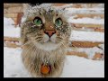 The Beauty Of Snow The Beauty Of Snow