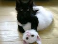 Very Funny Kittens Part 1!!