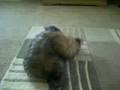new dog fight