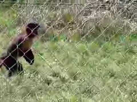 Brown Capuchins II