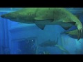 China Video