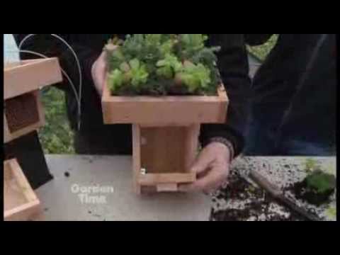 how to fertilize sedum autumn joy