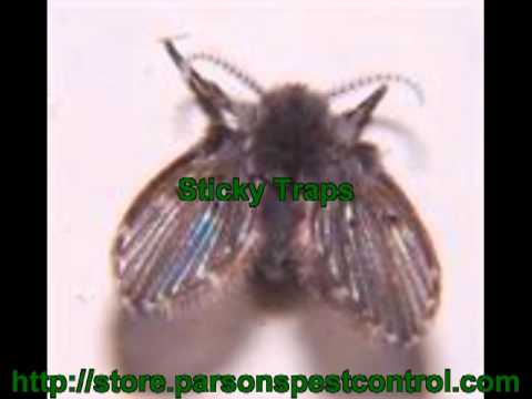 how to identify drain flies