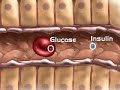 Endocrine System, Pancreas