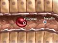Endocrine System, Pancreas