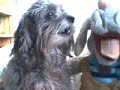 うたう犬動画