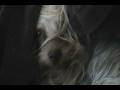 videos de New Camera Test / Puppers PooDoo