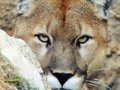 15 Florida Panthers killed in 2007! - Big Cat TV