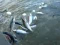 Fishing in Egegik Bristol Bay