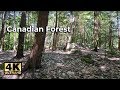 NATURE SOUNDS FOR 1 HOUR - CANADIAN FOREST BI ..